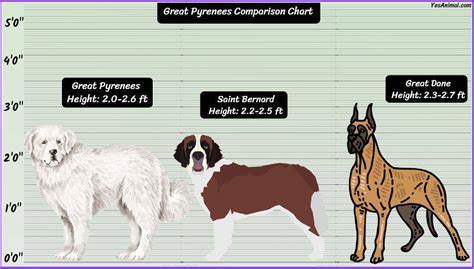 Great Pyrenees Size: How Big Are They Compared To Others?