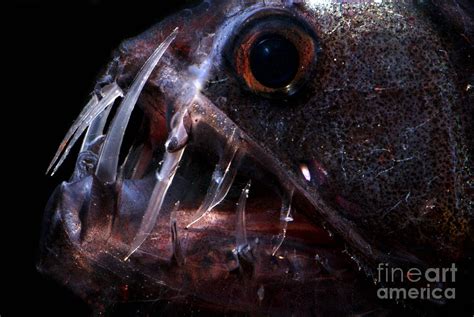 Pacific Viperfish Photograph by Dante Fenolio - Fine Art America