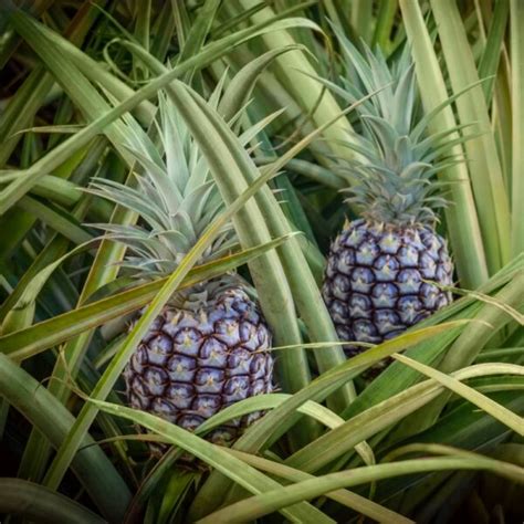 Buy Pineapple Plant | White Jade Pineapple Plant | Citrus.com