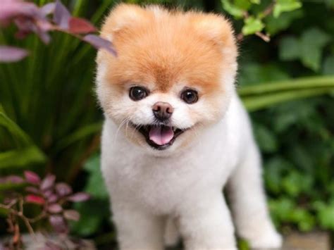 Los 10 Perros Peludos más Pequeños - Mundo Ranking