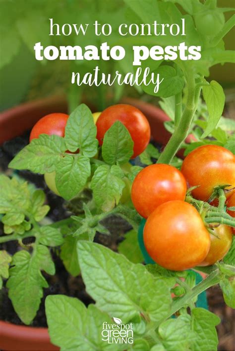 How to Control Common Tomato Pests Naturally - Five Spot Green Living