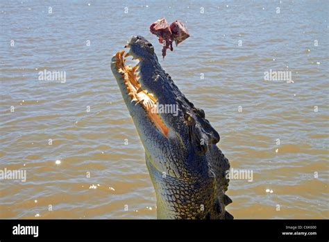 Jumping Crocodile Cruise, Adelaide River, Northern Territory, Australia ...