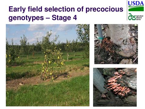 Apple Rootstock Selection