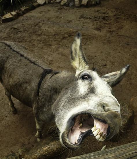 Angry Ass | This donkey was ridiculously friendly, and pulle… | Flickr