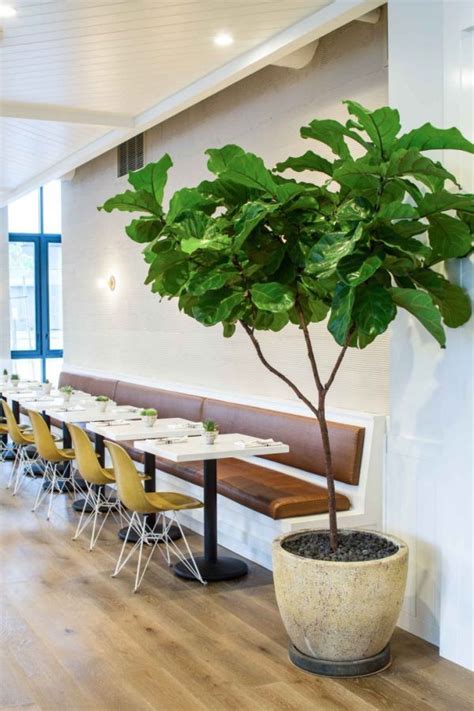 Plants & Landscape - Plants | Cafe gratitude, Cafe plants, Cafe design