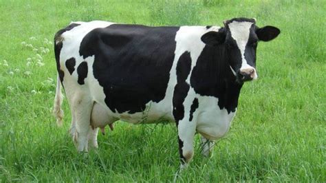 Basic Cow health facts for a good cattle farm – Jaguza Farm Support