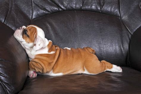 English Bulldog Dog Breed Info with Photos & Videos