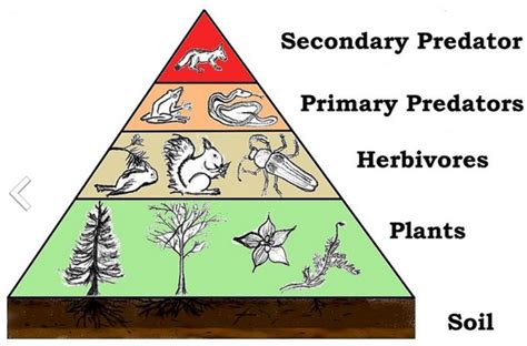 Trophic Levels and the Food Chain - HubPages