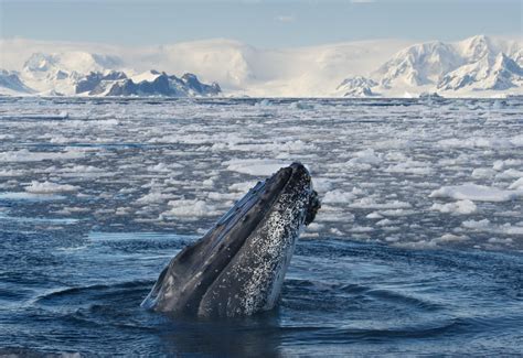 Top 5 Must-See Wildlife in Antarctica - Travel Inspiration | Condé Nast ...