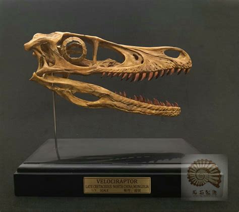 1/1 Velociraptor Skull Skeleton Model – Lana Time Shop