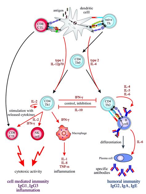 10: The T-helper cell type 1 and type 2 (Th1 and Th2) pathway is ...