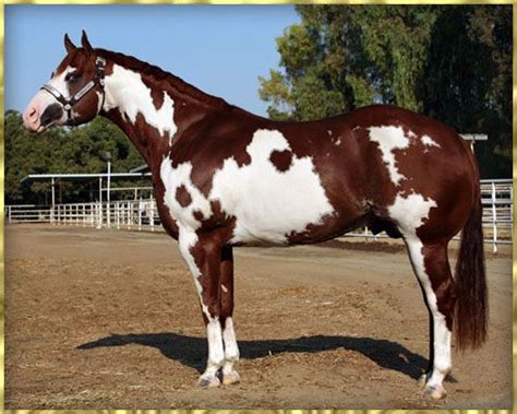 Sorrel Paint Overo horse | Horses | Pinterest