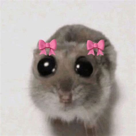 Sad Hamster Meme Meme - Sad Hamster Meme Sad Hamster Hamster Meme ...