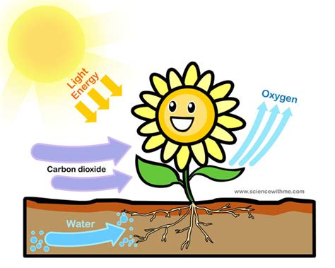 Science With Me - Learn about Photosynthesis