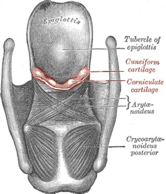 Cuneiform Cartilage