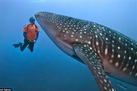 Whale Shark Snorkeling In Cancun | ubicaciondepersonas.cdmx.gob.mx