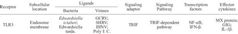 Descriptions of TLR3 in teleosts TRIF-dependent pathway | Download Scientific Diagram