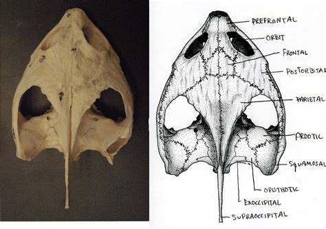 Biology of the Reptilia: Lab 2: Testudines (Brad and Michelle)