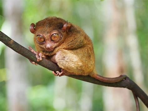 Tarsier des Philippines : poids, taille, longévité, habitat ...