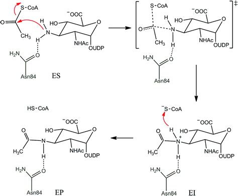 Exploring the substrate-assisted acetylation mechanism by UDP-linked ...