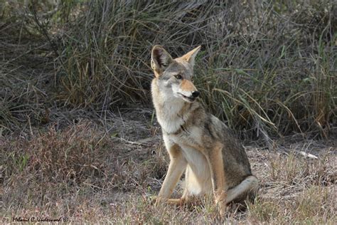 Coyotes and Austin’s Wildland Urban Interface | AustinTexas.gov