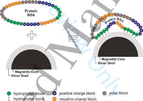 Physisorption mechanism of BSA onto the silver surface. | Download ...