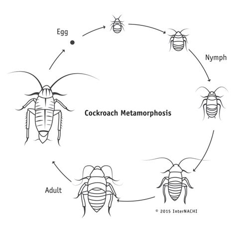 Cockroach Metamorphosis - Inspection Gallery - InterNACHI®