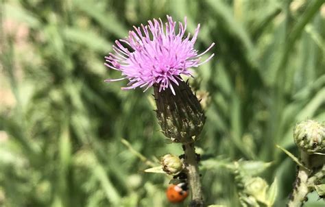 Canada Thistle | Cirsium arvense | Colorado Wildflower