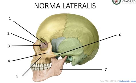 Oral anatomy prac. 2 NORMA LATERALIS Diagram | Quizlet