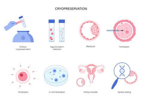 Egg Freezing Fertility Illustrations, Royalty-Free Vector Graphics ...