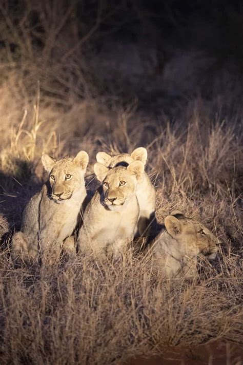 Wildlife Photography Tips for an African Safari Adventure