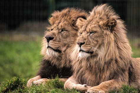 Celebrating the lions of Blackpool Zoo | Discover Animals