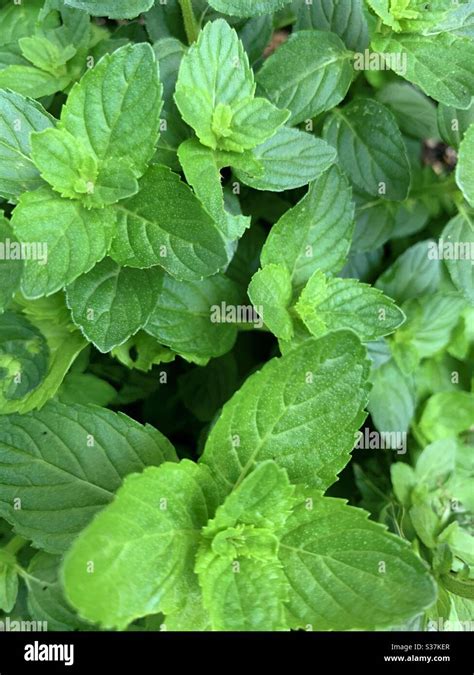 Spearmint plant hi-res stock photography and images - Alamy