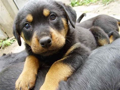 German Shepherd Rottweiler Mix Puppies For Sale | PETSIDI