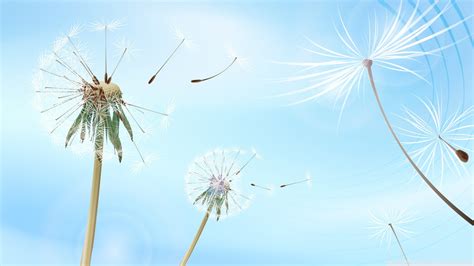 Blowing Dandelion Wallpaper - WallpaperSafari