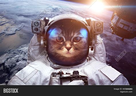 Astronaut Cat Outer Image & Photo (Free Trial) | Bigstock