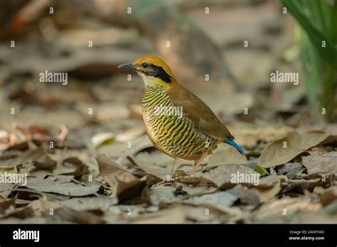 A female Gurney's Pitta rare resident,endemic of Thailand.(Pitta ...