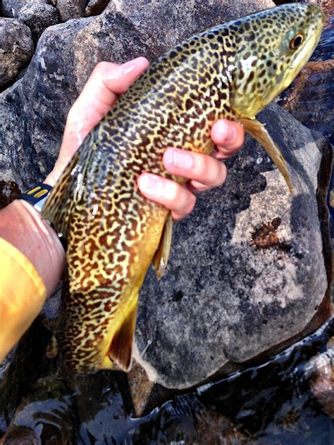 High Country [10K+] Tiger Trout (High Uintas, Utah). Smashed a small grasshopper imitation on ...