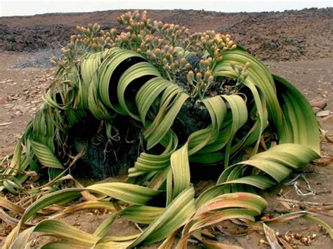 Welwitschia mirabilis (Tree Tumbo) - World of Succulents