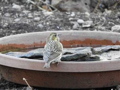 eBird Checklist - 24 Feb 2018 - Portal - 23 species