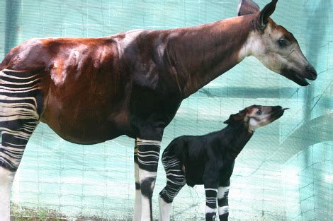 Striped Stockings: Baby Okapi at Tampa's Lowry Park Zoo - ZooBorns