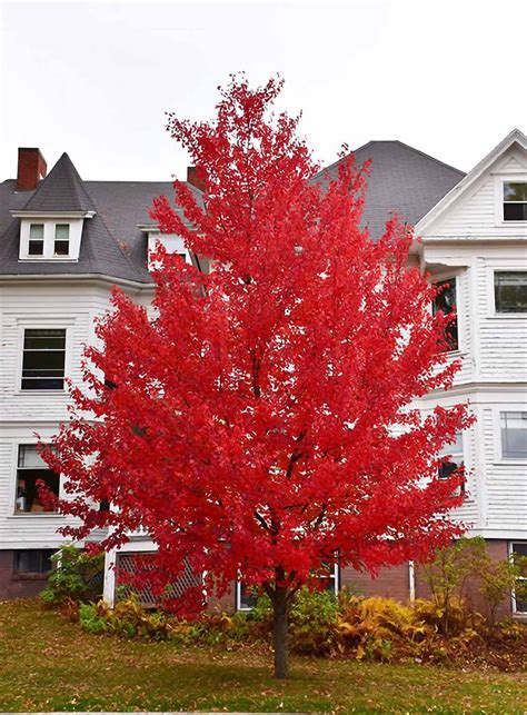 Fairview Flame Maple — Affordable Trees