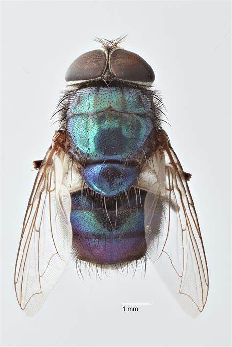 Screw-worm fly - Animal Health Australia