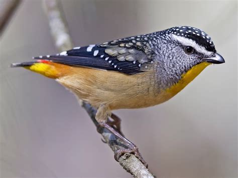 35 images magnificent forty-spotted Pardalote – one of Australia’s rarest birds – Late Daily