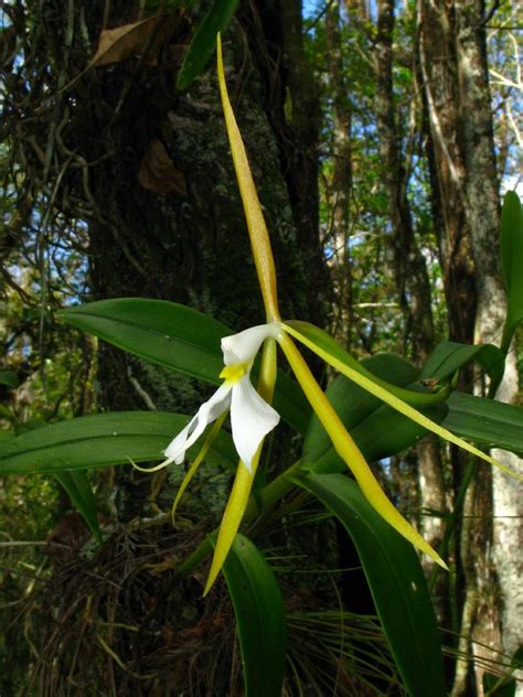 Epidendrum nocturnum (Night Fragrant Epidendrum): Go Orchids