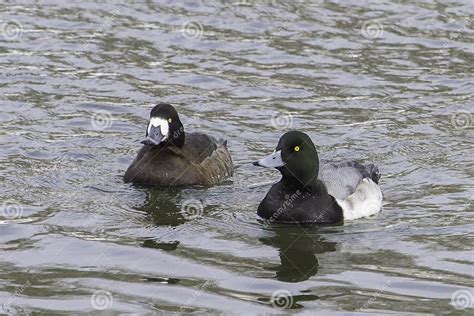 Greater Scaup stock image. Image of pond, duck, migration - 37175523