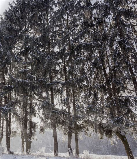 Needles winter forest spruce. | Winter forest, Forest, Nature photos