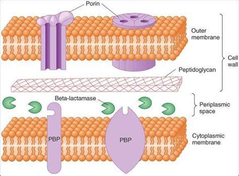 Beta Lactam Antibiotics Mechanism Of Action