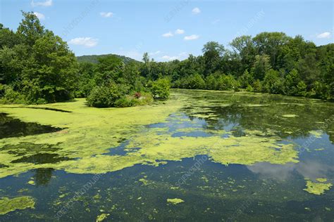 Algae bloom - Stock Image - C039/0375 - Science Photo Library