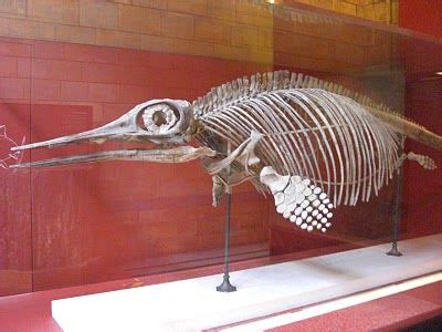 Ophthalmosaurus -- an ichthyosaur of the Middle to Late Jurassic period (165 to 145 million ...